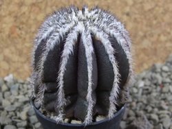 Uebelmannia pectinifera, pot 5,5 cm - 12385521
