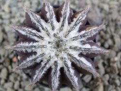 Uebelmannia pectinifera, pot 5,5 cm - 12385522