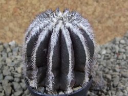 Uebelmannia pectinifera, pot 5,5 cm - 12385523