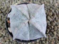 Astrophytum coahuilense quadricostatum, pot 5,5 cm - 12385833