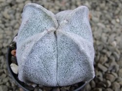 Astrophytum coahuilense quadricostatum, pot 5,5 cm - 12385834