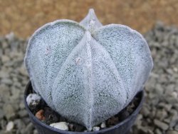 Astrophytum coahuilense quadricostatum, pot 5,5 cm - 12385836