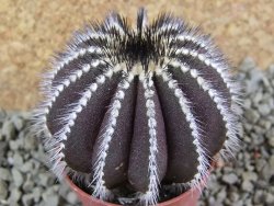 Uebelmannia pectinifera, pot 5,5 cm