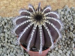 Uebelmannia pectinifera, pot 5,5 cm - 12385645