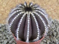 Uebelmannia pectinifera, pot 5,5 cm - 12385647
