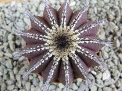 Uebelmannia pectinifera, pot 5,5 cm - 12385648