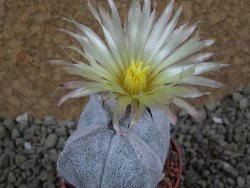 Astrophytum coahuilense quadricostatum, pot 5,5 cm