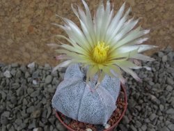 Astrophytum coahuilense quadricostatum, pot 5,5 cm - 12385721