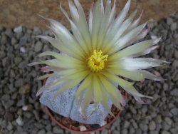 Astrophytum coahuilense quadricostatum, pot 5,5 cm - 12385722