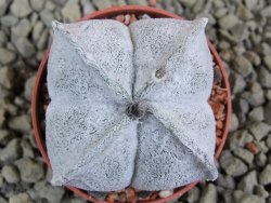 Astrophytum coahuilense quadricostatum, pot 5,5 cm - 12385723