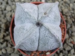 Astrophytum coahuilense quadricostatum, pot 5,5 cm - 12385724