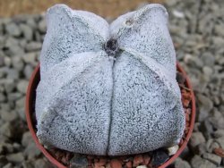Astrophytum coahuilense quadricostatum, pot 5,5 cm - 12385725