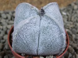 Astrophytum coahuilense quadricostatum, pot 5,5 cm - 12385726