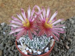 Astrophytum Super Kabuto X red flower oibo, pot 5,5 cm