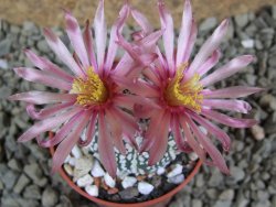 Astrophytum Super Kabuto X red flower oibo, pot 5,5 cm - 12385740