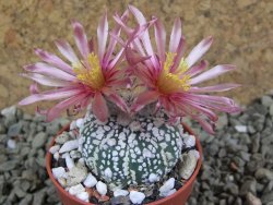 Astrophytum Super Kabuto X red flower oibo, pot 5,5 cm - 12385741