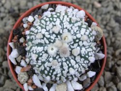 Astrophytum Super Kabuto X red flower oibo, pot 5,5 cm - 12385743