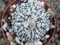 Astrophytum Super Kabuto X red flower oibo, pot 5,5 cm - 12385744