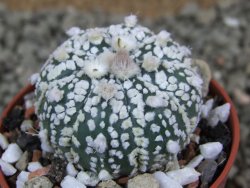 Astrophytum Super Kabuto X red flower oibo, pot 5,5 cm - 12385745