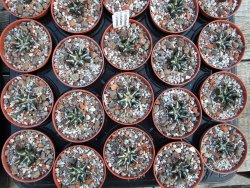Ariocarpus kotschoubeyanus elephantidens pot 5,5 cm - 12385906