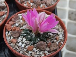 Ariocarpus kotschoubeyanus sladkovski Rio Verde IA  pot 5,5 cm - 12395192