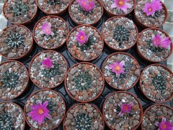 Ariocarpus kotschoubeyanus sladkovski Rio Verde IA  pot 5,5 cm - 12395194