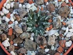 Ariocarpus kotschoubeyanus albiflorus Tula IA pot 5,5cm