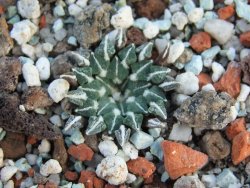 Ariocarpus kotschoubeyanus albiflorus Tula IA pot 5,5cm - 12385899