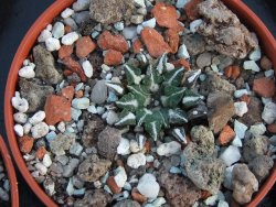 Ariocarpus kotschoubeyanus albiflorus Tula IA pot 5,5cm - 12385900