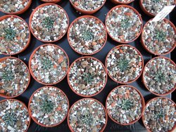 Ariocarpus kotschoubeyanus albiflorus Tula IA pot 5,5cm - 12385901