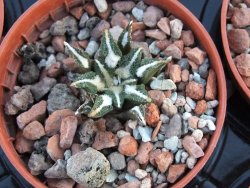 Ariocarpus kotschoubeyanus elephantidens pot 5,5 cm