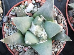Ariocarpus retusus ? minimus El Ranchito Casilas pot 5,5 cm - 12394520