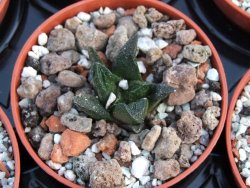 Ariocarpus scapharostrus, pot 5,5 cm