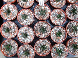 Ariocarpus scapharostrus, pot 5,5 cm - 12385920
