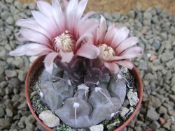 Gymnocalycium prochazkianum select, pot 5,5 cm