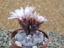 Gymnocalycium prochazkianum select, pot 5,5 cm - 12385973