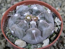 Gymnocalycium prochazkianum select, pot 5,5 cm - 12385974