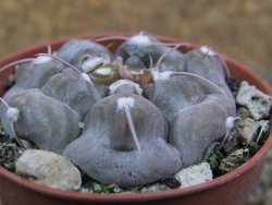 Gymnocalycium prochazkianum select, pot 5,5 cm - 12385975