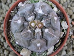 Gymnocalycium prochazkianum select, pot 5,5 cm - 12385976