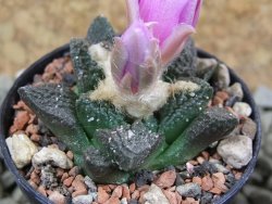 Ariocarpus fissuratus pot 5,5 cm Cuatro Cienegas - 12386582