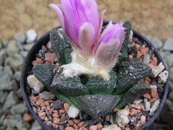 Ariocarpus fissuratus pot 5,5 cm Cuatro Cienegas - 12386583