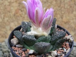 Ariocarpus fissuratus pot 5,5 cm Cuatro Cienegas - 12386584