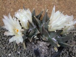 Ariocarpus trigonus XL 13 x 6 cm