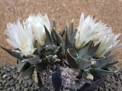 Ariocarpus trigonus XL 13 x 6 cm - 12386647