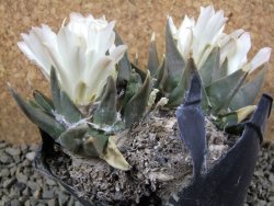 Ariocarpus trigonus XL 13 x 6 cm - 12386649