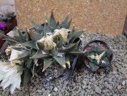 Ariocarpus trigonus XL 13 x 6 cm - 12386650