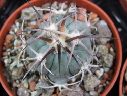 Echinocactus horizonthalonius 93 km El Hundido pot 5,5 cm - 12386992