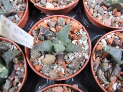 Ariocarpus retusus ? minimus El Ranchito Casilas pot 5,5 IA - 12387008