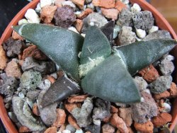 Ariocarpus retusus ? minimus El Ranchito Casilas pot 5,5 IA - 12387013