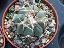 Echinocactus horizonthalonius Charcas, pot 5,5 cm